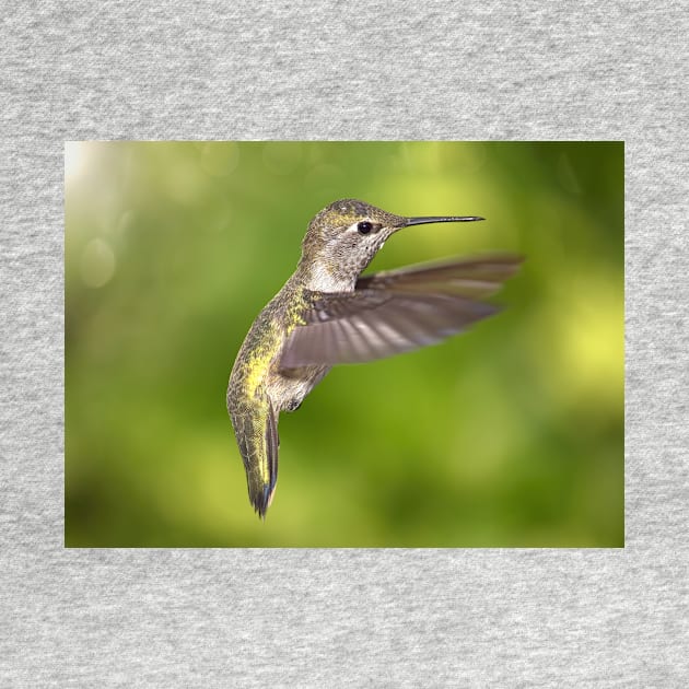 Anna's Hummingbird in Flight by JeffreySchwartz